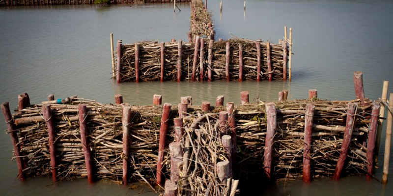 case study demak mangrove restoration soft structure // cs_demak-mangrove-restoration-soft-structure.png (547 K)